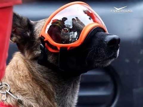 День спасателя. Утро Губернии