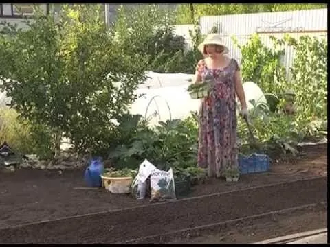 Дачные советы 18.08.2016. Садовая земляника