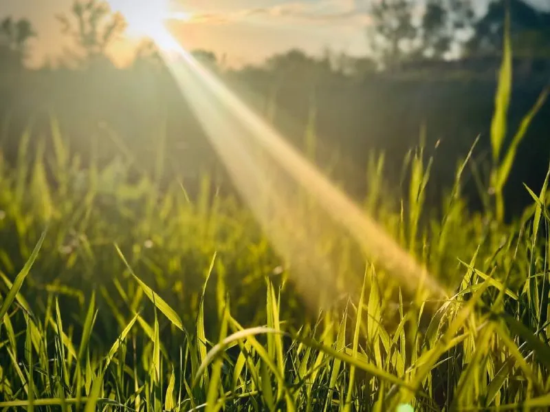 В Самарской области 8 июля будет солнечно и жарко