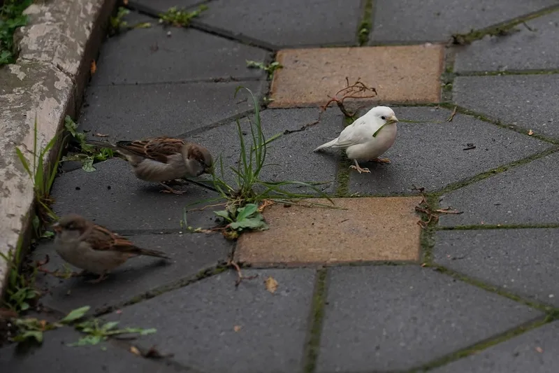 "Не такой, как все": самарский фотограф запечатлел в городе белого воробья