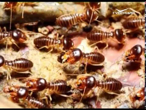 Чем полезны насекомые. Утро Губернии от 22.07.2018