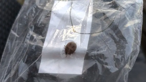 Стало известно, на каком расстоянии клещ может обнаружить свою жертву