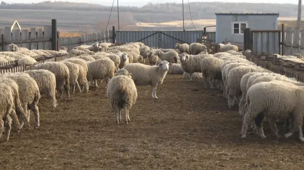 Племенной завод “Дружба” в Орловке производит качественную молочную продукцию