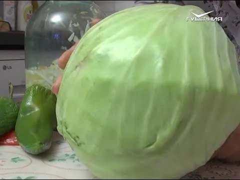 Лучшие сорта капусты. Дачные советы