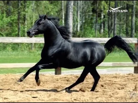 Как предсказать будущее по поведению лошади. Утро Губернии