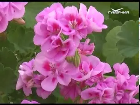 Сажаем ранний картофель и выбираем цветущие пеларгонии. Дачные советы от 03.05.2018