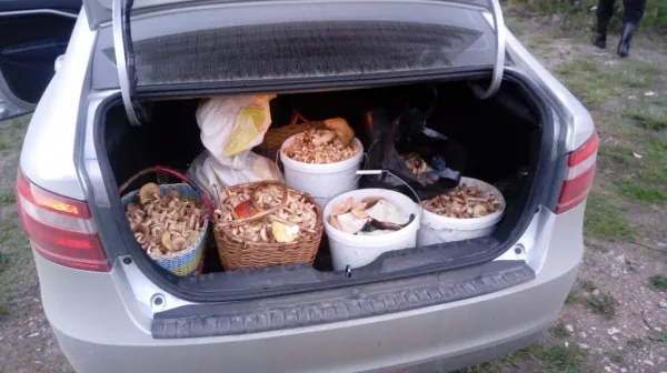 За грибами не сходить: в Самарской области продлили запрет на посещение лесов