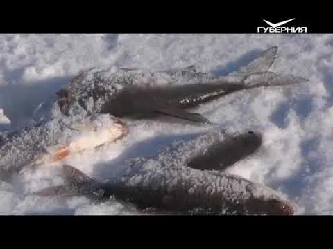 Ловля сорожки и окуня зимой. Рыбацкое счастье