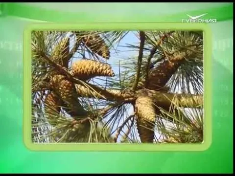 Календарь губернии 02.06.2016