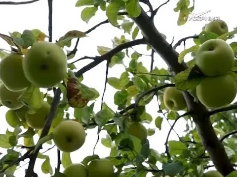 На Самарскую область сошла яблочная лавина. Удачные заметки
