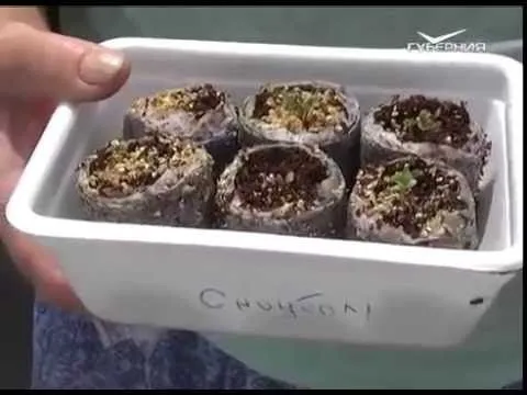 Дачные советы 30.06.2016