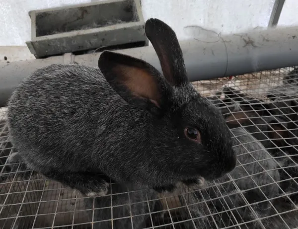 Почему кролик кусается: причины и решение проблемы