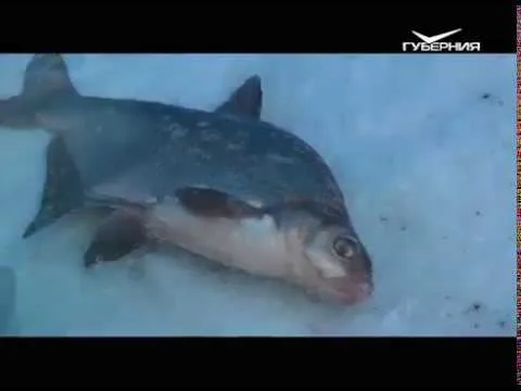 Ловля леща. Рыбацкое счастье от 13.02.2018