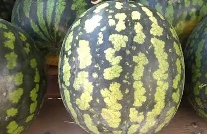 Арбуз. Сохраняйте чек