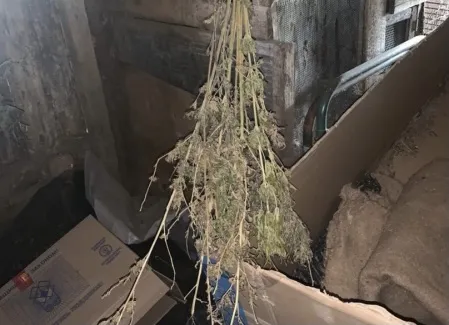 У жителя Шенталинского района нашли 200 граммов конопли