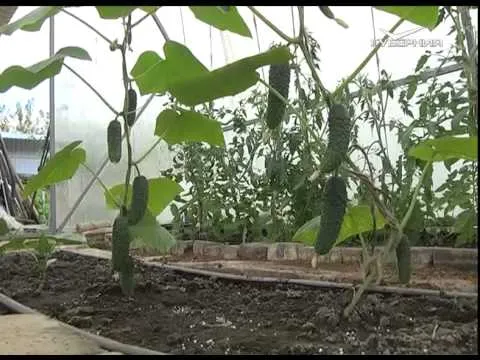 Дачные советы 21.05.2015 