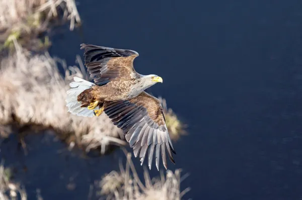 Орлан-белохвост в "Самарской Луке": орнитологи изучают и сохраняют популяцию краснокнижной птицы