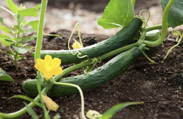 В России урожай тепличных овощей установил новый рекорд