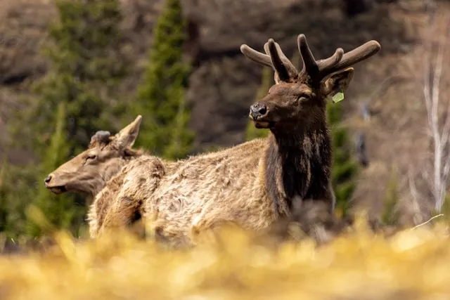 Россия будет экспортировать в Китай панты марала 