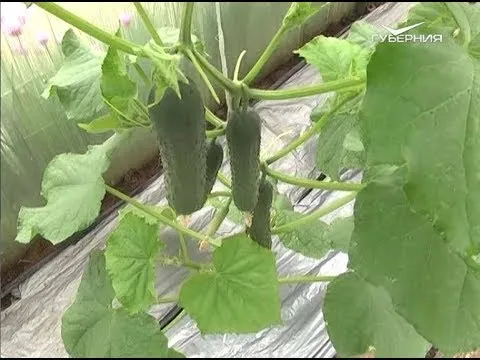 Как уберечь тепличные овощи от перепадов температур. Дачные советы