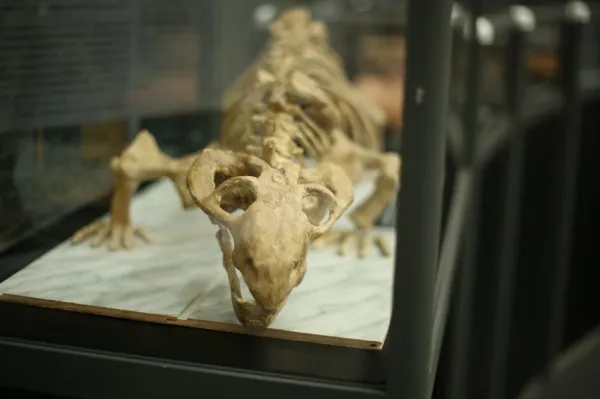 В Уральских горах обнаружили останки древней вымершей акулы