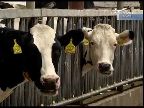 Новости Губернии от 23.05.2018