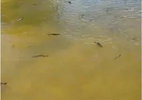 Учёный: "Солитерная рыба в Усинском заливе - сезонное явление"