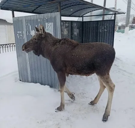 В Самарской области молодой лось просил у людей еды