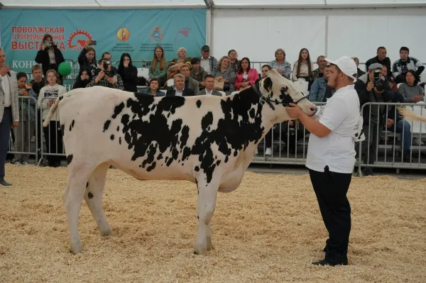 Кинель активно готовится к осенней агропромышленной выставке