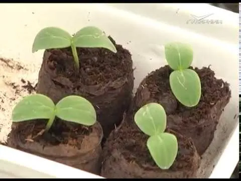 Уход за тепличными растениями в жаркую погоду. Дачные советы от 28.06.2018