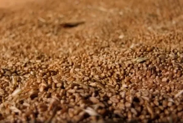 Самарские аграрии оценили преимущества страхования урожая