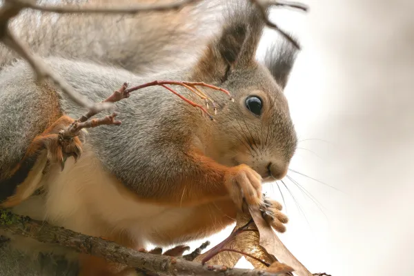 Тольяттинцев приглашают полюбоваться фотографиями белок