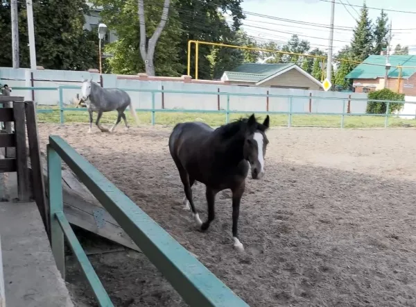 В Самарской области ветераны СВО и семьи военнослужащих побывали в центре иппотерапии