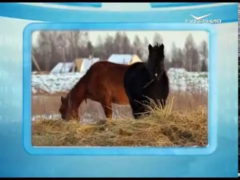 Календарь губернии 27.01.2017