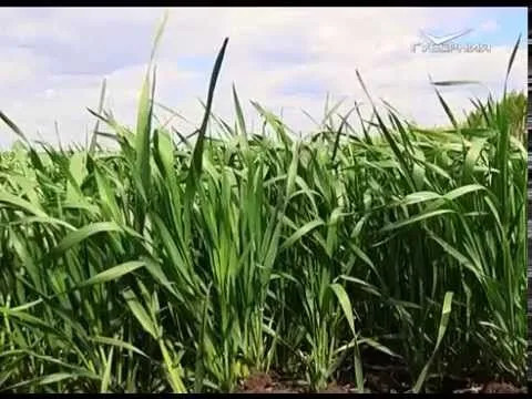 Агрокурьер 20.05.2015