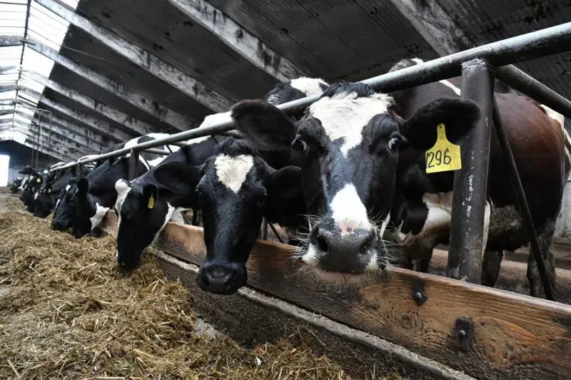 В Самарской области действующие меры господдержки животноводства дают положительный результат
