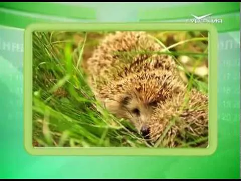 Календарь губернии 11.06.2017