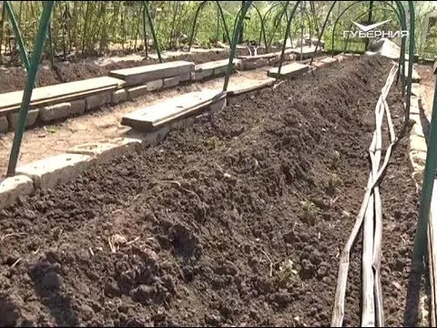 Как посадить пророщенный картофель. Дачные советы