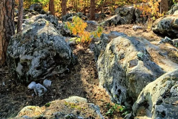 Российские ученые открыли новые виды лишайников