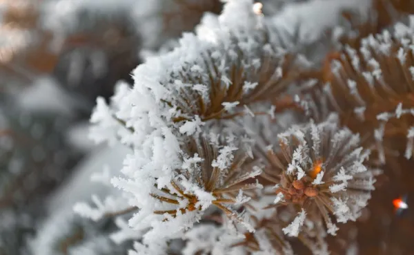 Впервые за 82 года: в Самарской области прогнозируют аномальные морозы