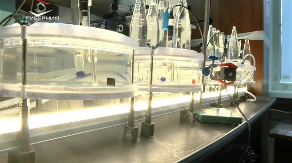 В Тольятти производят импланты для фиксации костей, которые растворяются в организме человека