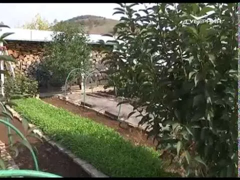 Дачные советы 10.09.2015