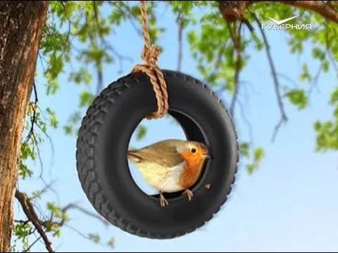 Как кормить зимующих птиц. Утро Губернии