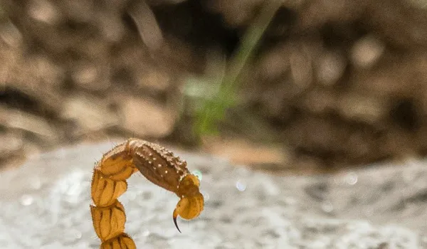 Мухи с "жалом скорпиона" атакуют российские города