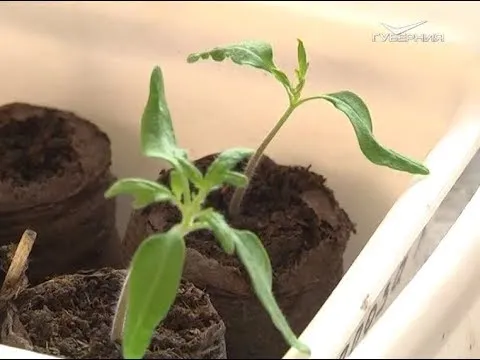 Что посеять в теплице в марте? Дачные советы