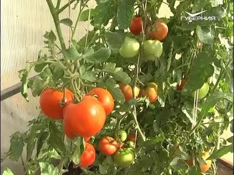 Семена-чемпионы. Дачные советы