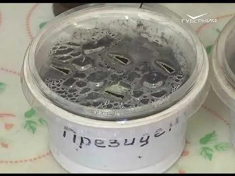 Как сеять зелень на рассаду. Дачные советы