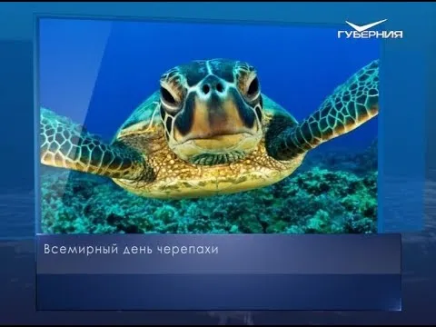 Всемирный день черепахи. Календарь губернии от 23 мая