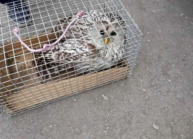 Спасенную от ворон сову передали на реабилитацию самарским орнитологам 