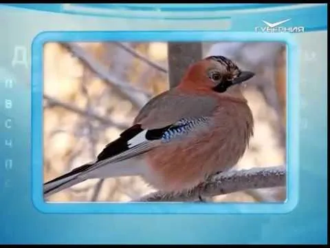 Календарь губернии 11.12.2016